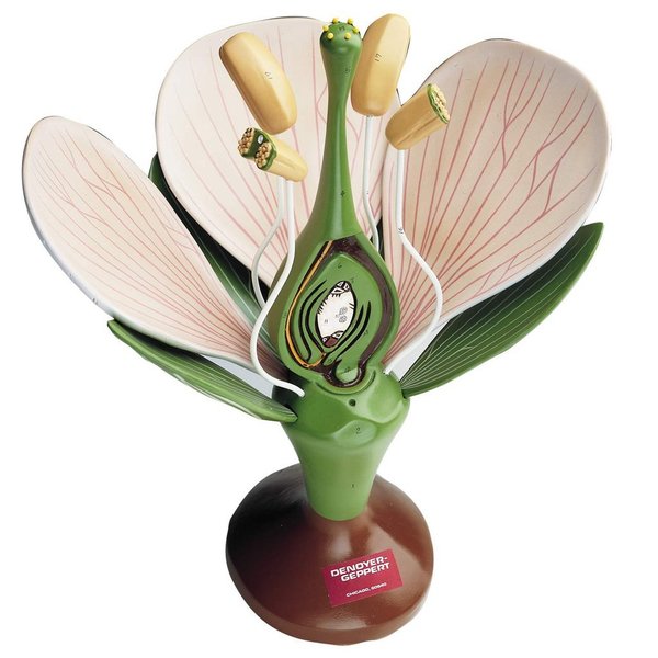 Denoyer-Geppert Anatomical Model, Giant Dicot Flower Model 0500-00